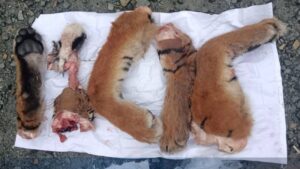 В Приморье в багажнике автомобиля обнаружили останки амурского тигра