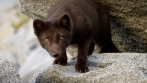 Командорский песец на грани вымирания из-за разрушения кормовой базы