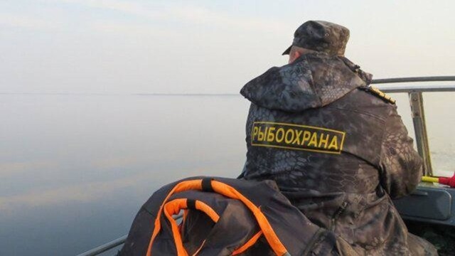 Лососевая путина: браконьерство на Дальнем Востоке не сбавляет оборотов