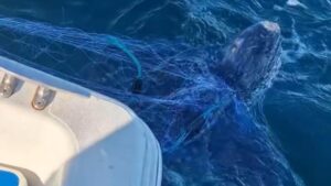 Из тропиков в петлю: гигантская черепаха запуталась в сетях у острова Аскольда