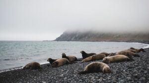 Сивучи осваивают Арктику: морские львы замечены на побережье Чукотки