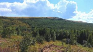 В Хабаровском крае расследуют масштабную вырубку леса в заказнике