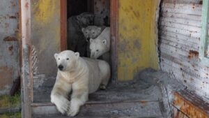Остров Колючин: медведи в ловушке между тающим льдом и мусором