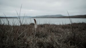 Куда летят гагары: ученые выясняют арктические маршруты птиц