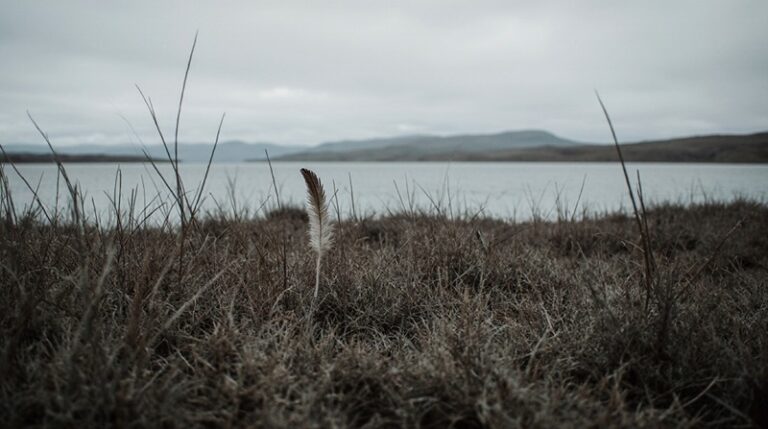 Куда летят гагары: ученые выясняют арктические маршруты птиц