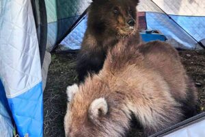 Медвежья услуга: судьба камчатских медвежат после контакта с людьми