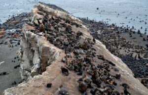 На Сахалине не могут найти средства для защиты лежбищ морских котиков