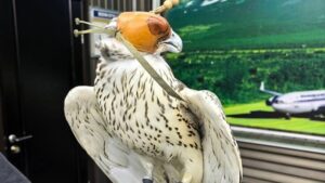 Красная книга на экспорт: камчатских кречетов отправили в Катар