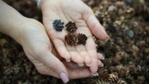 На Камчатке собрали 30 кг семян для восстановления тысяч гектаров леса