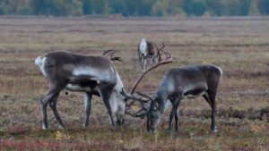 Извержение вулкана на Камчатке не угрожает популяции диких оленей