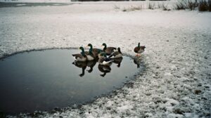 Человек против инстинкта: якутские утки променяли юг на городской пруд