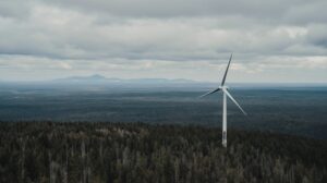 Планы по климату: леса Дальнего Востока как главный и уязвимый актив