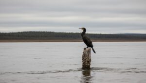 Новый закон об охоте: парламент Якутии взялся за бакланов