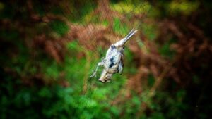 У них всё на кольце написано: будни орнитологов Сихотэ-Алиня