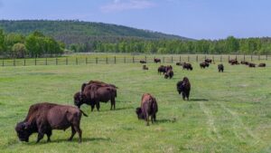 Исполины на тебеневке: что стало со стадом лесных бизонов в Якутии