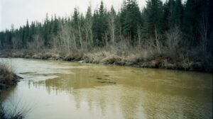 Экосистеме Буреи угрожают новые проекты ГЭС и добыча золота