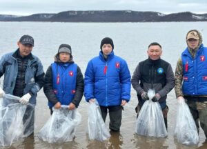 Программа по сохранению чира стартовала в арктических районах Якутии