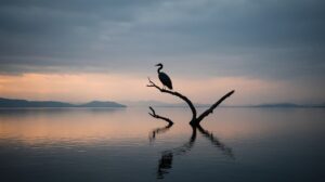 Байкальский баклан: удобный виновник проблем, созданных человеком