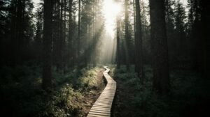 Стерхи и бизоны Якутии: от реинтродукции к туристической индустрии