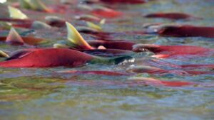 Мониторинг лосося на Камчатке выявил аномалии в его поведении