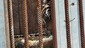 Минус три: как одна травма лишила тайгу целой семьи амурских тигров