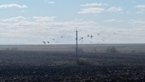 Прощальный сбор: аистам в Приамурье перед отлетом угрожают браконьеры