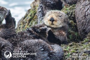 Численность калана на Командорских островах сократилась в семь раз