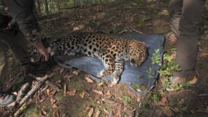 Возвращение леопарда: хищники осваивают Уссурийский заповедник