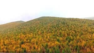 В Приамурье рекультивировали 285 га лесных земель после добычи золота