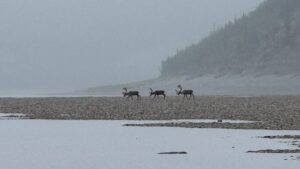 Якутские олени под наблюдением: как спасти популяцию от человека