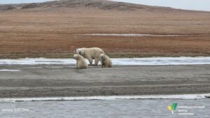 Таяние льдов меняет маршруты белых медведей на севере Якутии