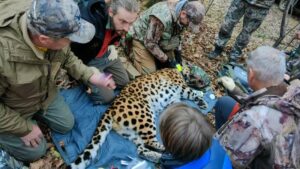 Еще один редкий хищник перевезен в Уссурийский заповедник