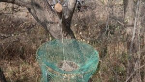 Соцсети помогли спасти птиц от браконьерских сетей в Приамурье