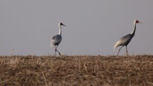 Амурские птицы задерживаются с отлетом: климат меняет инстинкты
