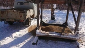 Зимнее меню: в Приамурье начали подкормку диких зверей и птиц