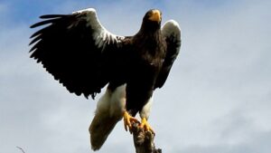 ЛЭП в Хабаровском крае оборудуют устройствами для защиты птиц