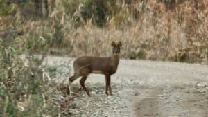 Климатический мигрант: водяной олень из Китая осваивает Приморье