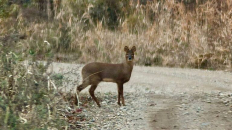 Климатический мигрант: водяной олень из Китая осваивает Приморье