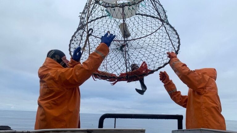 Новые данные о крабах Охотского моря лягут в основу прогнозов уловов