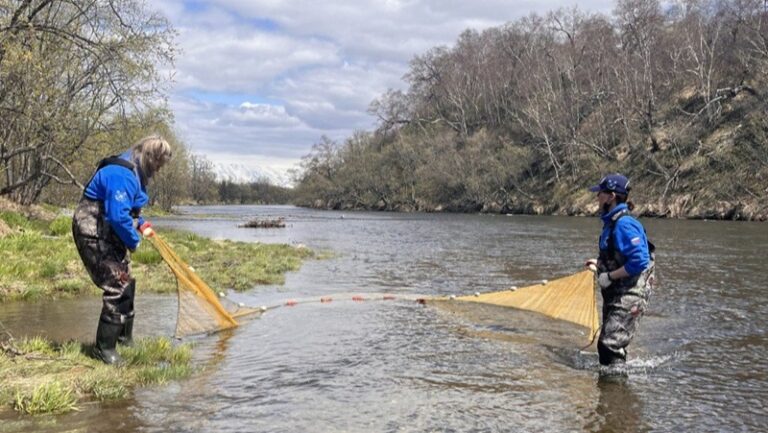 Ученые ВНИРО оценили состояние запасов камчатского лосося