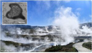 На Камчатке открыт ключевой микроорганизм геотермальных систем