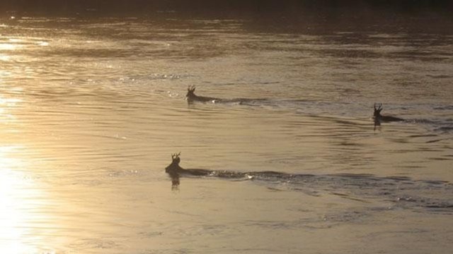 Последствия снежной зимы сократили популяцию косули в Приамурье