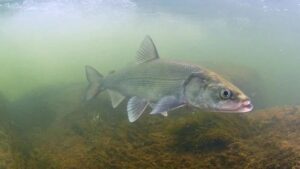 Спасение нельмы и муксуна: Якутия переходит на искусственное зарыбление