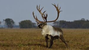 Последний рубеж: как выживают дикие олени Камчатки