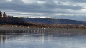 «Путь стерха»: цветы под снегом, журавли в небе и «человек-фен»