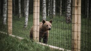 Цена соседства: Камчатке потребовался центр спасения бурых медведей