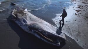 На сахалинский берег выбросило 12-метрового краснокнижного кита