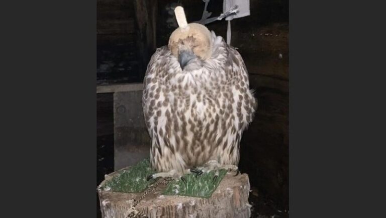 Браконьеры с Алтая и Чукотки ответят за отлов редких птиц на Камчатке