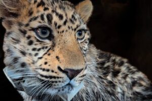 Одинокий путь леопарда: 400 километров в поисках нового дома