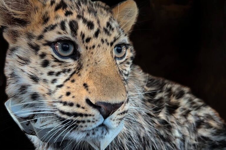 Одинокий путь леопарда: 400 километров в поисках нового дома